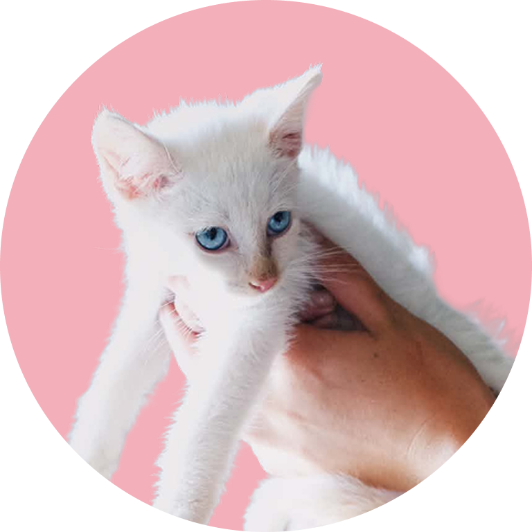 Cute White Cat