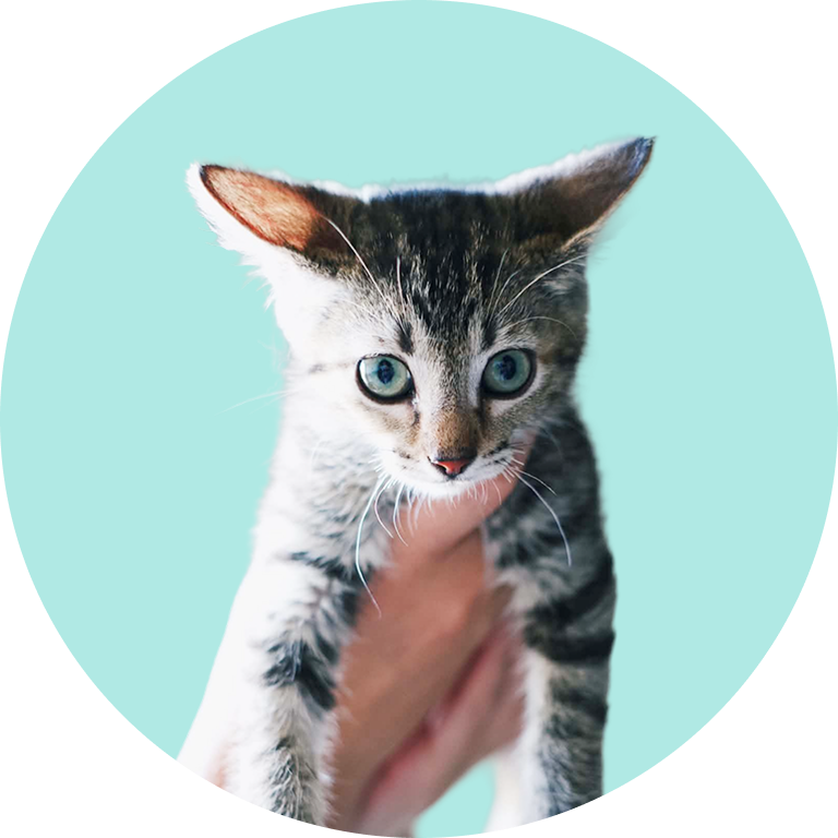 Cute Gray Cat