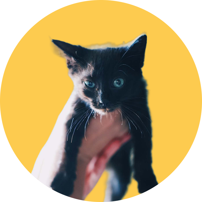 Cute Black Cat