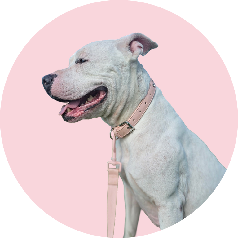 Cute White Dog